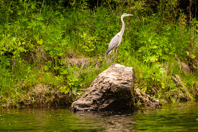 White River, May 17, 2013